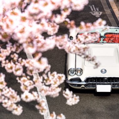 Chevrolet Corvette C1 × 桜 | 車真